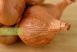 GOLDEN GOURMET  7/14 cm   (körméret)  saláta hagyma