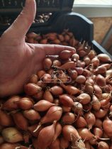 MAKÓI DUGHAGYMA HŐKEZELT II. OSZT.